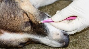 Значение лабораторных исследований при пироплазмозе