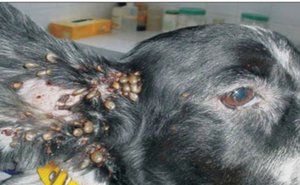 Описание патолого-анатомических изменений