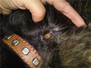 Лечение пироплазмоза у собак