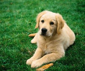 Понос у собаки: причины, первая помощь и лечение в домашних условиях