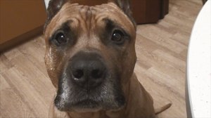 Вред от препарата