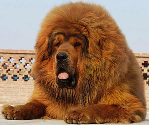 Тибетский мастиф: описание породы, характер и уход