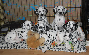 Как выглядит далматинец