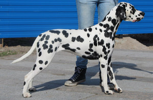 Тип шерсти и окрас