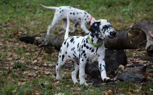 Особенности окраса собак