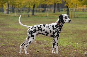 Далматинец: уход, дрессировка и особенности породы