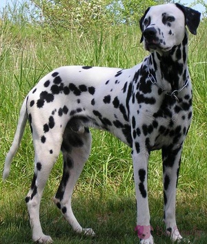 Правила питания собак далматинцев