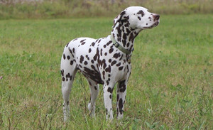 Как ухаживать за далматинцами