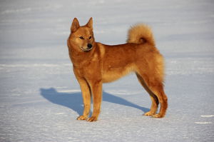 Характеристика породы