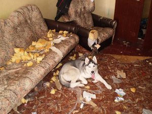 Размножение хаски