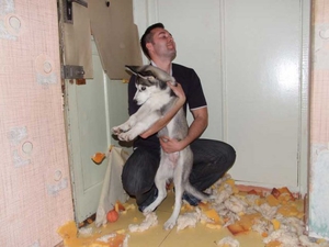 Как ухаживать за хасками