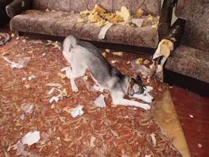 Как содержать хаски в квартире: условия и советы