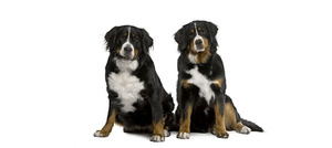 Беременность 