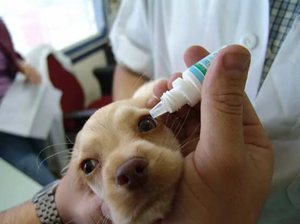 У собаки гноятся глаза: причины и первая помощь