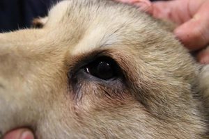 Аллергия как причина нагноения глаз