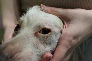 Бактерии и грибки как причина нагноения глаз