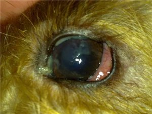 Вирус как причина загноения глаз