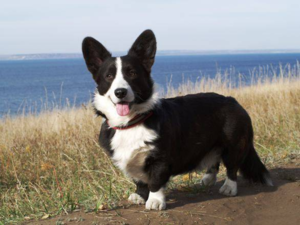 Корги пэмброк черного окраса Собака породы Корги пэмброк черного окраса