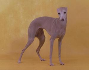 Как живут лаввретки