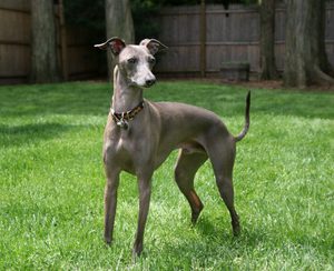 Левретка: итальянская борзая — грация и скорость в одном псе