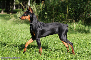 Немецкий пинчер: стандарт породы и описание внешности