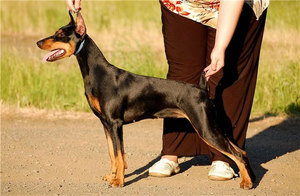 Особенность породы