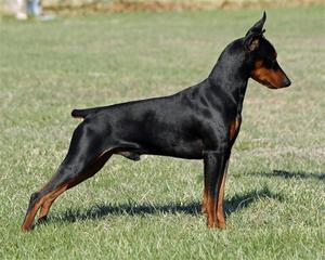 Описание породы