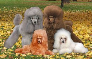 Королевские пудели разных ооттенков шерстки