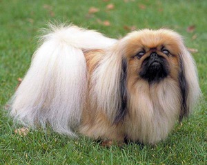 Порода собак пекинес