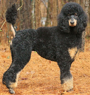 Пудель большой стрижки модерн