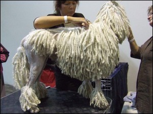 Процесс шнурования королевского пуделя 