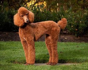 Коричневый Пудель на прогулке