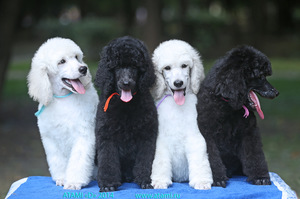 Белые и черные королевские пудели сидят рядком