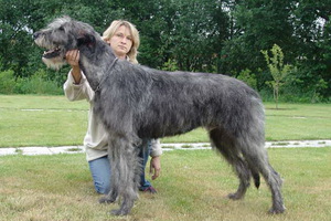 Какие породы собак не подходят для содержания в квартире