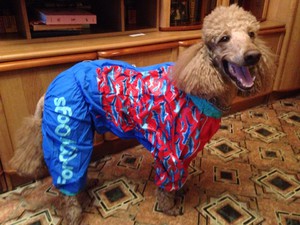 Королевский пудель, девочка