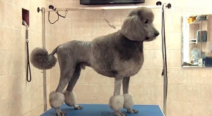 Летняя стрижка для пуделя фото