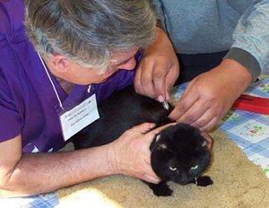 Чипирование собак