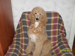 Королевский пудель в квартире