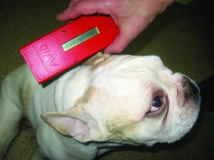 Как делают чипирование собак