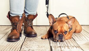 Чипирование собак: цена, процесс и зачем это нужно