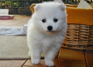 Маленькие породы собак: названия и особенности ухода