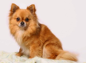 Чихуахуа палевого окраса