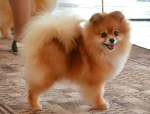 Милый рыженький померанский шпиц