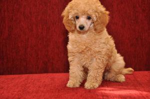 Той-пудель сидит