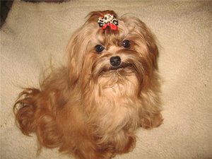  болонка светлого окраса