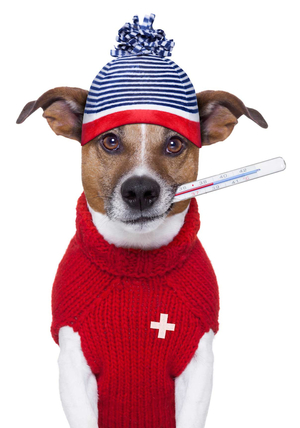 Температура у собаки