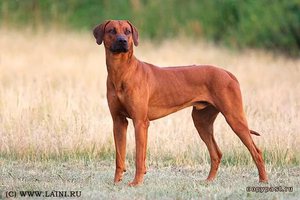 Характеристика породы Родезийский риджбек 