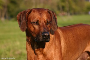 Содержание родезийского риджбека