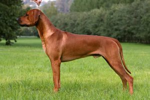 Рацион родезийского риджбека