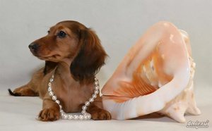 Уход и описание карликовой длинношёрстной таксы